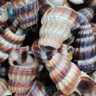 cara basuh siput sedut