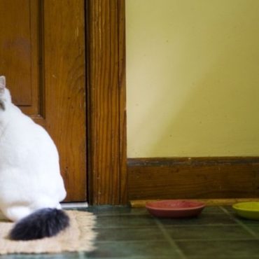 KUCING BERAK DALAM RUMAH