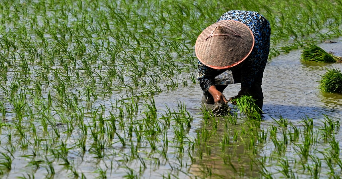 Agensi Makanan Indonesia Jangka Penurunan Pengeluaran Beras Akibat El