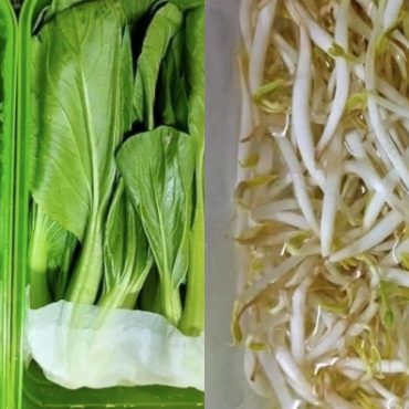 sayur tahan lama