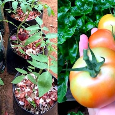 cara tanam tomato