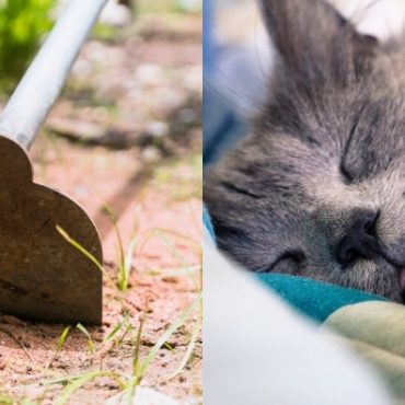 cara tanam bangkai kucing