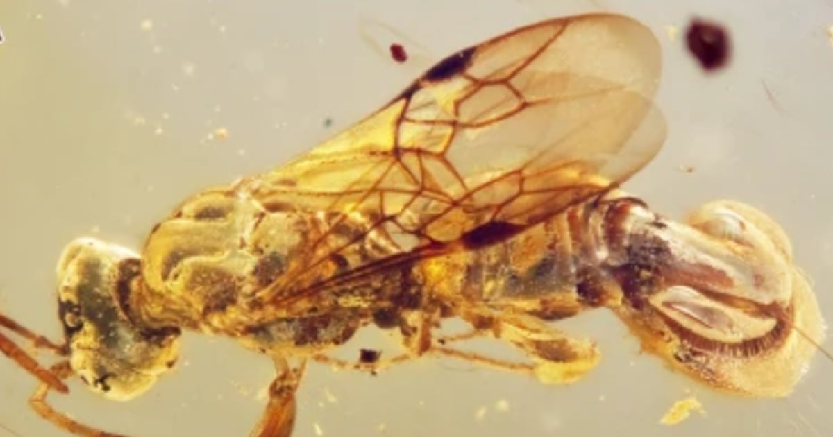 Tabubuan Insect Tebuan parasit hidup zaman dinosaur ditemui dalam ambar | Kool 101